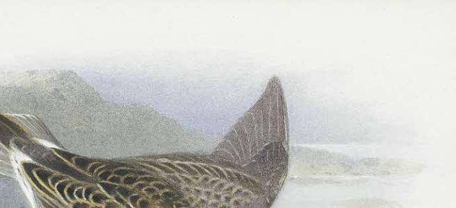 Cropping of Archibald Thorburn's work Pectoral Sandpiper